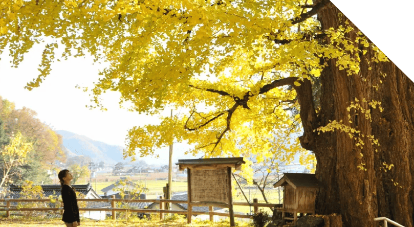 仁王堂的銀杏大樹